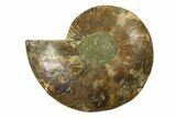 Cut & Polished Ammonite Fossil (Half) - Madagascar #287983-1